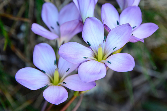 Gentianella sp.
