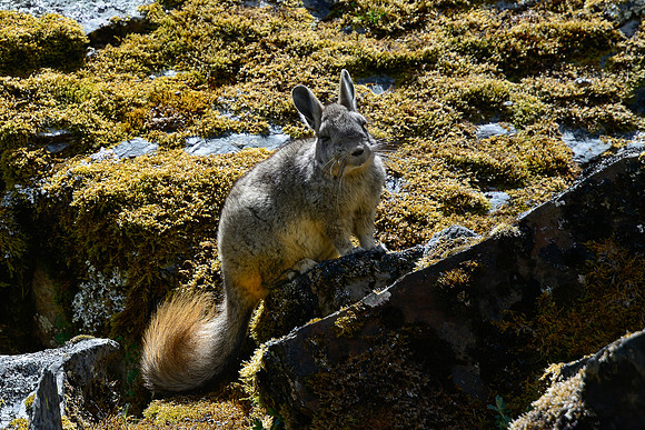 A northern viscacha below Yanacon Pass
