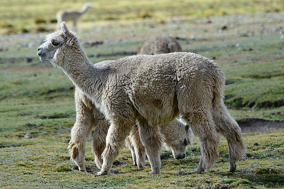 An alpaca at a farm below Yanacon Pass