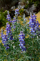 Lupines