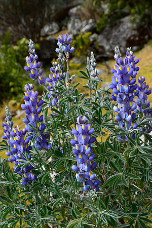 Lupines