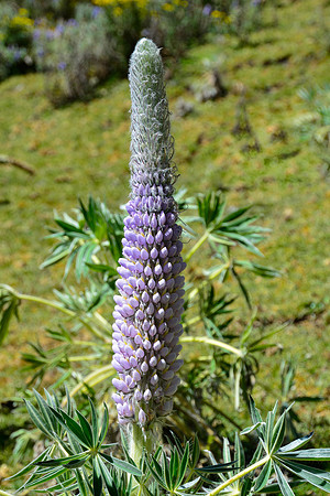 Lupinus weberbauerii