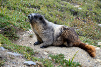 Hoary marmot