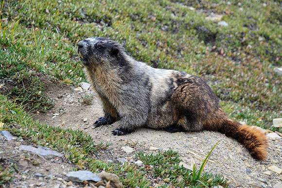 Hoary marmot