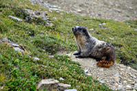 Hoary marmot
