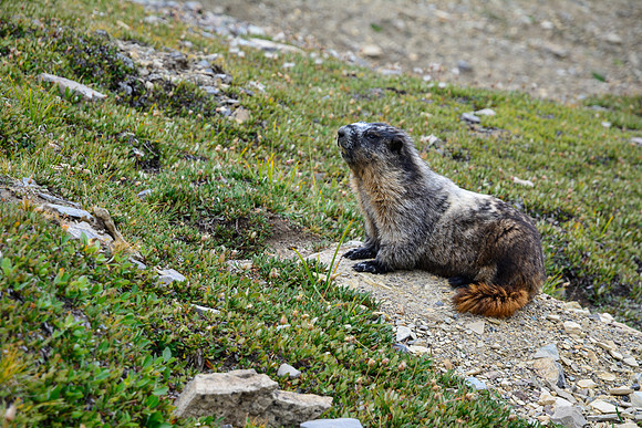 Hoary marmot