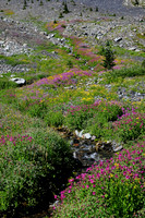 A tributary of Helm Creek