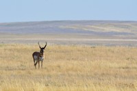 Pronghorn