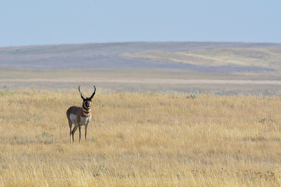 Pronghorn