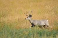 Mule deer near Frontier