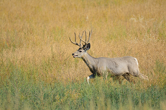 Mule deer near Frontier
