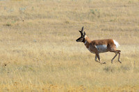 Pronghorn