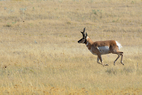 Pronghorn