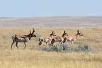 Pronghorns