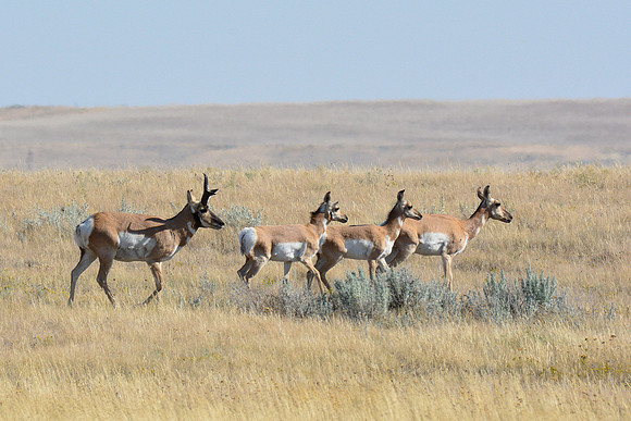 Pronghorns