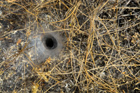 The web of a funnel web spider