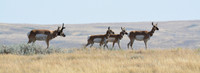 Pronghorns