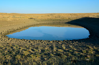 Bison water hole