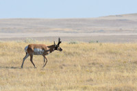 Pronghorn