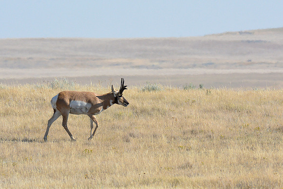 Pronghorn