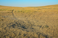 Bison dust bath location
