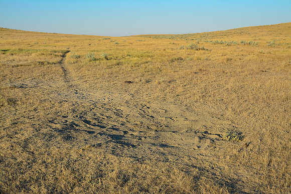 Bison dust bath location