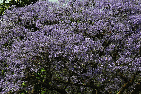Jacaranda, Ratna Park, Kathmandu