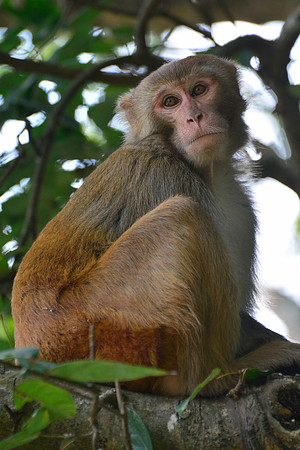 Rhesus macaque, Gokarna Forest