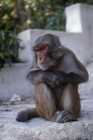 Rhesus macaque at Swayambhunath (the Monkey Temple), Kathmandu