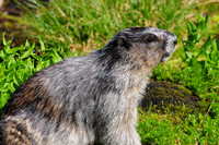 Hoary marmot