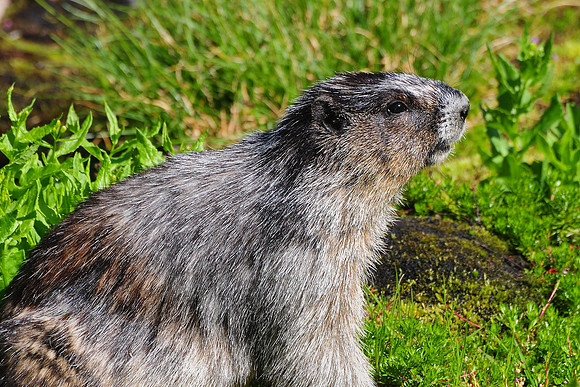 Hoary marmot