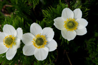 Mountain avens