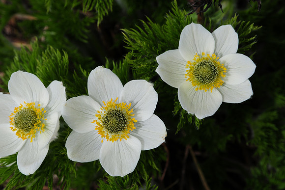 Mountain avens