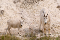 Mountain goat nanny and kid