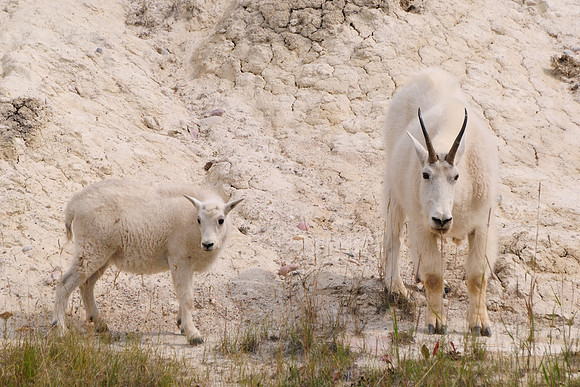 Mountain goat nanny and kid