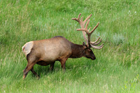 Elk
