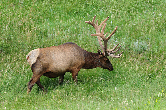 Elk