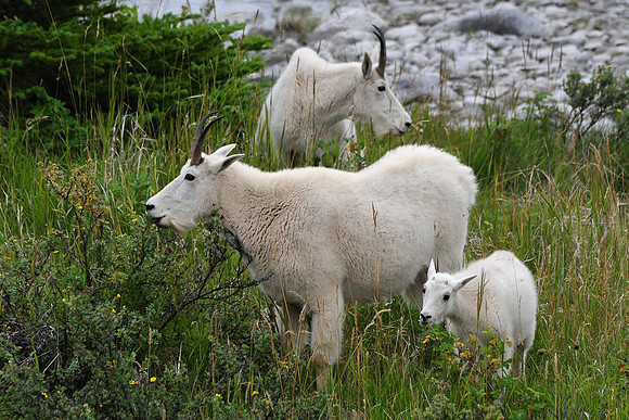 Mountain goat nanny and kid