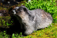 Hoary marmot
