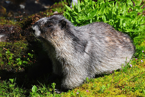 Hoary marmot