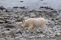 Mountain goat nanny and kid