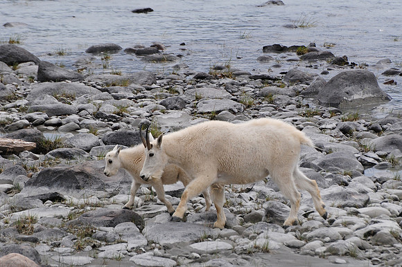 Mountain goat nanny and kid