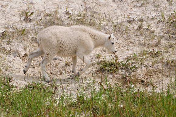 Mountain goat kid