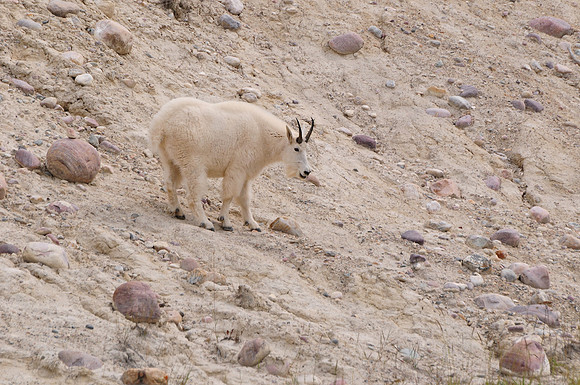 Mountain goat