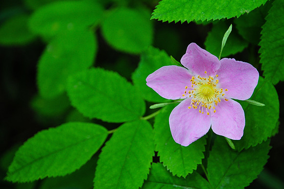 Wild rose