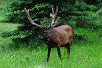 Elk