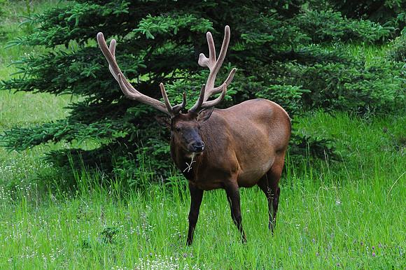 Elk