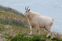 Mountain goat