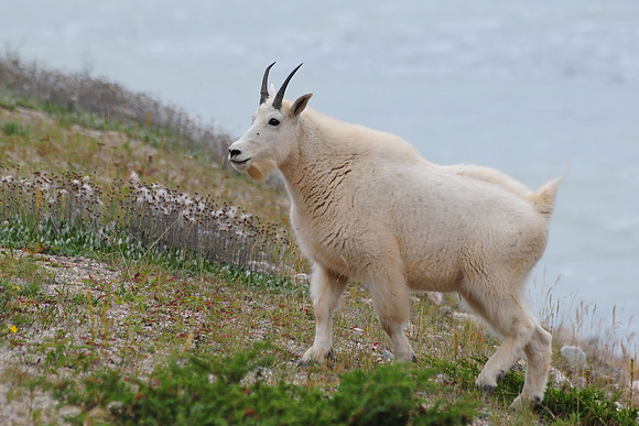 Mountain goat