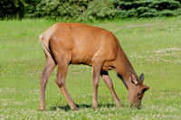 Elk